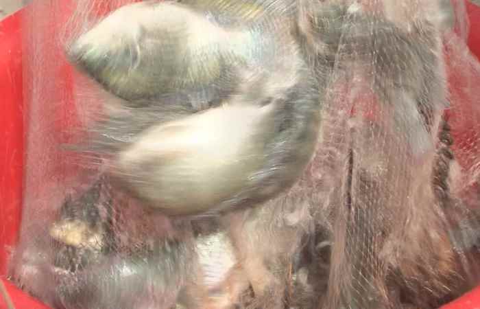 Sóc Trăng tái cấu trúc nghề nuôi cá Rô Phi (17-06-2025)